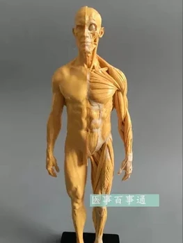 30cm harpiks CG maleri, skulptur mandlige model muskel-og anatomi menneskelige krop struktur art model free shopping