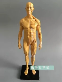 30cm harpiks CG maleri, skulptur mandlige model muskel-og anatomi menneskelige krop struktur art model free shopping