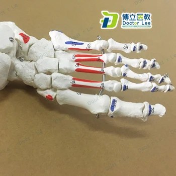 1:1 Liv-størrelse Antal Markeret Menneskelige Anatomi Ben Knogler Fod Fælles Biologi Model Skelet