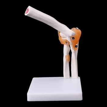 Life Size Ligament Elbow Joint Medical Anatomy Model Skeleton Study Tool