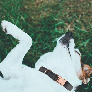 Blå Nylon Personlig hundehalsbånd til Små Kæledyr Medium Hvalp Gratis Graveret navneskilt